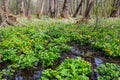 River in a forest park. Plants, moss, green grass. Reflections on water. Spring, early summer. Environment climate ecology Royalty Free Stock Photo