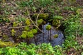 River in a forest park. Plants, moss, green grass. Reflections on water. Spring, early summer. Environment climate ecology Royalty Free Stock Photo