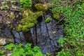 River in a forest park. Plants, moss, green grass. Reflections on water. Spring, early summer. Environment climate ecology Royalty Free Stock Photo