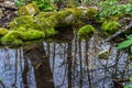 River in a forest park. Plants, moss, green grass. Reflections on water. Spring, early summer. Environment climate ecology Royalty Free Stock Photo