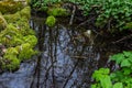 River in a forest park. Plants, moss, green grass. Reflections on water. Spring, early summer. Environment climate ecology Royalty Free Stock Photo