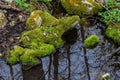 River in a forest park. Plants, moss, green grass. Reflections on water. Spring, early summer. Environment climate ecology Royalty Free Stock Photo