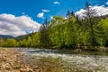 River among the forest in picturesque Carpathian mountains in sp Royalty Free Stock Photo