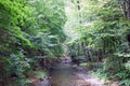 River In The Forest, Ramnicu Valcea District, Romania Royalty Free Stock Photo