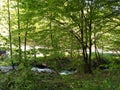 River in forest rivulet Royalty Free Stock Photo