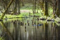 River in the forest Royalty Free Stock Photo