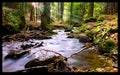 River in forest Royalty Free Stock Photo