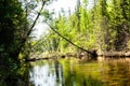 River in the forest. View of the river with trees, vegetation on the banks, reflections in the water and bright colors.