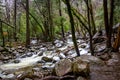 River at forest during winter - Yosemite National Park, California, USA Royalty Free Stock Photo