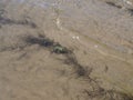 A river frog basks in shallow water, in the sun