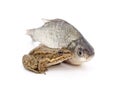 River frog and fish Royalty Free Stock Photo