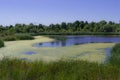 Algae River