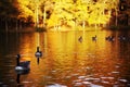 Geese Swimming down a river in Autumn, Brown and G