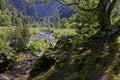 A river goes throught a beautiful forest landscape