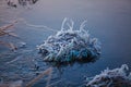 River grass covered with hoarfrost close-up