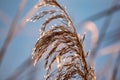 River grass reed covered with frost Royalty Free Stock Photo