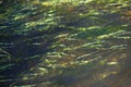 River green algae at bottom seen through the clear water of lake in Venta river, Kuldiga, Latvia Royalty Free Stock Photo