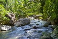 River in green jungle