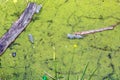 River with green plants and reeds filled with polluting plastic bottles. Royalty Free Stock Photo