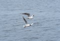 River gull and black-headed gull soars high above the water.