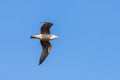 River gull in blue summer sky