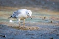 River gull on coast of river