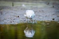 River gull drink water at the river Royalty Free Stock Photo