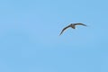 A river gull in flight against a clear blue cloudless sky. A Seagull soars in the blue sky Royalty Free Stock Photo