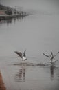 River gull flying above the water, seagull over sea Royalty Free Stock Photo