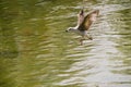 River gull flying over the shining calm water surface Royalty Free Stock Photo