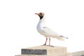 river gull on a granite pillar