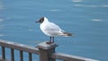 A river gull posing for photo