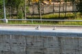 River gulls on the parapet of a large sluice.