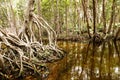 Mangrove habitat at Celestun, Yucatan, Mexiaco