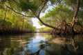 A river that has mangrove trees in it