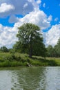 The river heron sits on a tall tree on the bank of the river against a background of green vegetation, blue sky and white clouds. Royalty Free Stock Photo