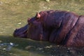 River Hippopotamus Amphibius Hippo Water Royalty Free Stock Photo