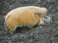 Red river hog 3 Royalty Free Stock Photo