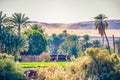 River house, isolated, nature, landscape, green, farm, cattle, cows, beautiful, beauty, river bank, Egypt, aswan, trees, palm Royalty Free Stock Photo