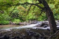 River in Iao Valley State Park, Maui, Hawaii Royalty Free Stock Photo