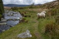 The River Iffey flowing through the Wicklow Gap in County Wicklow, Ireland, sheep staring at the camera