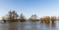 River IJssel Flood Pollard Willow Royalty Free Stock Photo
