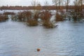 Flooded floodplains of the Dutch river IJssel, Zutphen