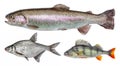 River isolated fish set, perch, bream, rainbow trout. Royalty Free Stock Photo