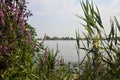 River in the italian countryside in summer framed by rushes and wild flowers Royalty Free Stock Photo