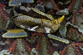 River jack / Bitis nasicornis Royalty Free Stock Photo
