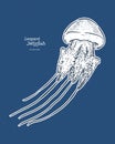 River jelly Leopard jellyfish, hand draw sketch vector Royalty Free Stock Photo