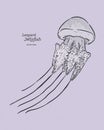 River jelly Leopard jellyfish, hand draw sketch vector