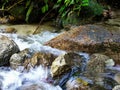 River at the jungle Royalty Free Stock Photo