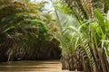 River in the jungle vietnam Royalty Free Stock Photo